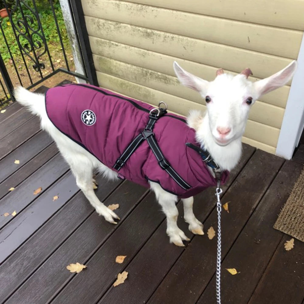 Winter-Ready Large Dog Jackets with Built-In Harness